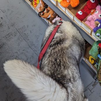 Dog Supplies Outlet - Pet Stores Near Me - Las Vegas, Nevada Dog Supplies Outlet - Pet Stores Near Me - Las Vegas, Nevada