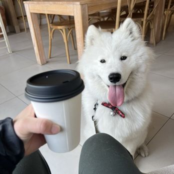 Sipp Coffee House - Dog friendly cafe !! - Coffee & Tea Near Me - Los Angeles, California Sipp Coffee House - Dog friendly cafe !! - Coffee & Tea Near Me - Los Angeles, California