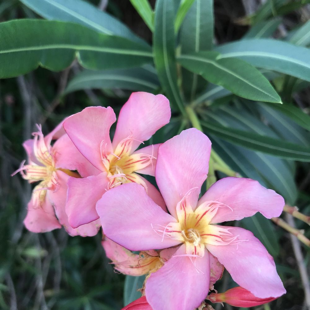 Hanauma Bay Trail - Hiking Near Me - Honolulu, Hawaii