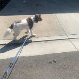 Dog Dog