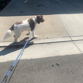 CDM Dog Grooming - Dog - Pet Groomers Near Me - Costa Mesa, California CDM Dog Grooming - Dog - Pet Groomers Near Me - Costa Mesa, California