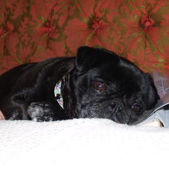 Heart's Ease Veterinary Care - Senior Pug Love.... - Veterinarians Near Me - Louisville, Kentucky Heart's Ease Veterinary Care - Senior Pug Love.... - Veterinarians Near Me - Louisville, Kentucky