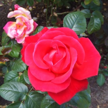 Rose Garden - Parks Near Me - San Francisco, California Rose Garden - Parks Near Me - San Francisco, California