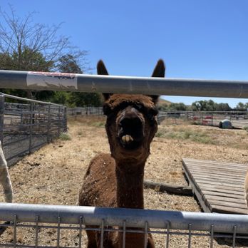 American Made Farm Sanctuary - Petting Zoos Near Me - Petaluma, California