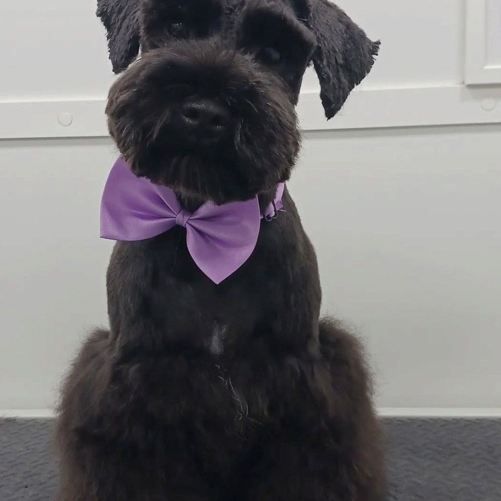 Doglamour - From Instagram @doglamourfl - Pet Groomers Near Me Doglamour - From Instagram @doglamourfl - Pet Groomers Near Me