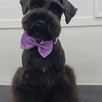 Doglamour - From Instagram @doglamourfl - Pet Groomers Near Me