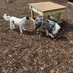 Friends of Canton Dog Park - Aussie & our Aussie-Cocker-Doddle ‍
