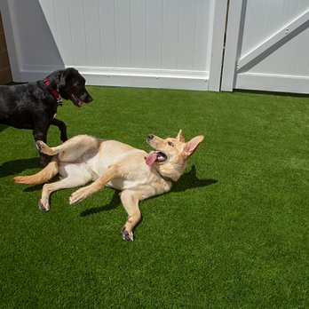 camp bow wow directions