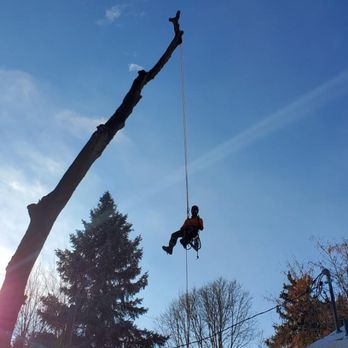 Dandy Tree Care - Tree Services Near Me