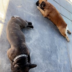 Standiford Veterinary Center - Two French Bulldogs are relaxing in the shade.