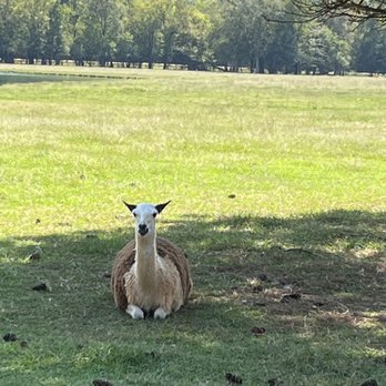 Alabama Safari Park - Zoos Near Me - Hope Hull, Alabama