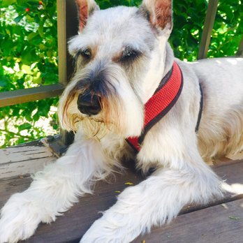 Head To Tail - Ralphie and his new fade... - Pet Groomers Near Me - Crestline, California