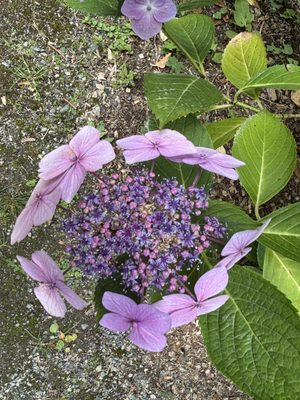Milner Gardens & Woodland - Vancouver Island University by null