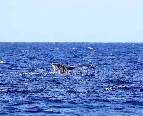 Four Winds Molokini Maui Snorkel Tour by null