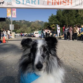 Wiggle Waggle Walk - Frankie is having a great time. - Community Service/Non-Profit Near Me - Pasadena, California Wiggle Waggle Walk - Frankie is having a great time. - Community Service/Non-Profit Near Me - Pasadena, California