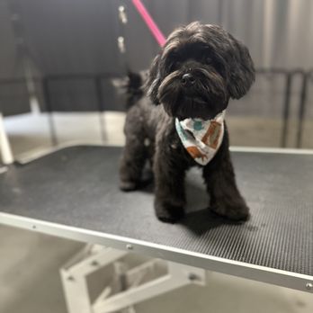 M&M’s Pet Spa - Pet Groomers Near Me - Visalia, California M&M’s Pet Spa - Pet Groomers Near Me - Visalia, California