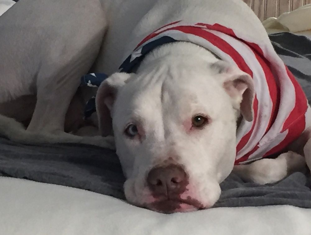 THE GENTLE GROOMER Updated September 2024 510 Old Bridge Tpke