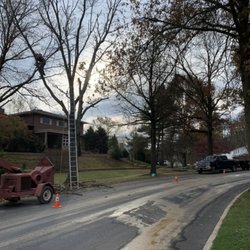 A&J Tree Service - We do a lot of removal and stump grinding but we also do shrubbery trimming and tree trimming