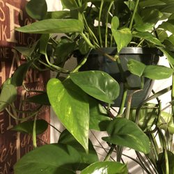 Hanging plant