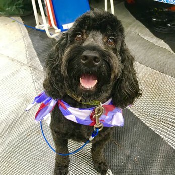 Four Paws Only - Pet Groomers Near Me - Seneca, South Carolina