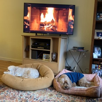 For Your Dogs Only - My girl loves this Bagel bed. Not only is it comfy, it's easily washed! It has great support and she's all snuggled in for the holidays! - Pet Stores Near Me - Berkeley, California For Your Dogs Only - My girl loves this Bagel bed. Not only is it comfy, it's easily washed! It has great support and she's all snuggled in for the holidays! - Pet Stores Near Me - Berkeley, California