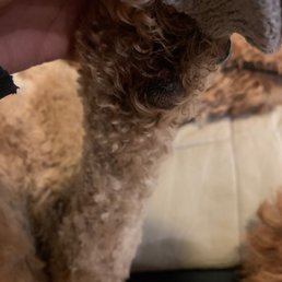 Hard to see in the shadow, but the "knicked" paw pad.
