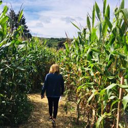 Stoughton Farm - Maize maze