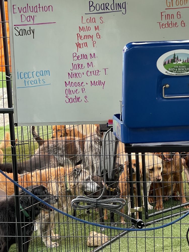 PAWS BED AND BISCUIT Updated August 2024 31 Photos & 29 Reviews