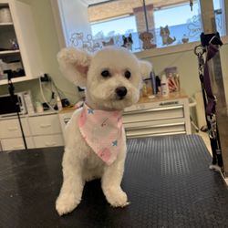 Paw Paw Pet Grooming