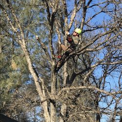 Brandon James Tree Service