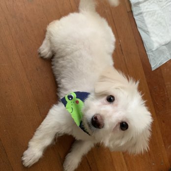 Isela's Pet Grooming - AFTER 2020 - Pet Groomers Near Me - Whittier, California Isela's Pet Grooming - AFTER 2020 - Pet Groomers Near Me - Whittier, California