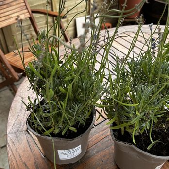 Gardening Express - Gardeners Near Me - Chelmsford, ESS