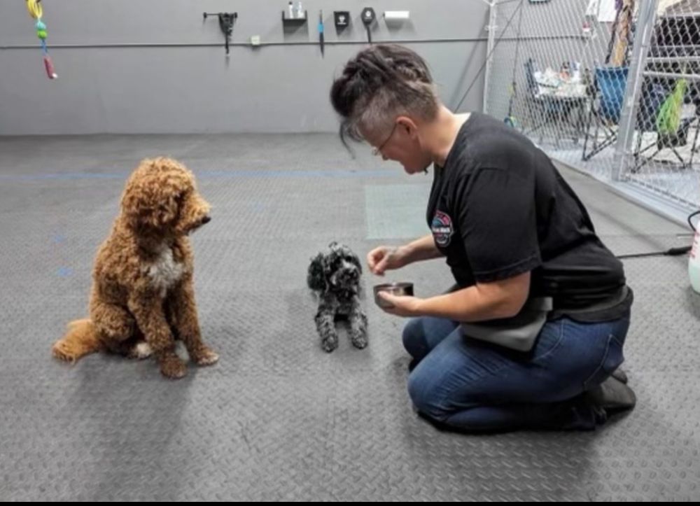 Procyon Training Image