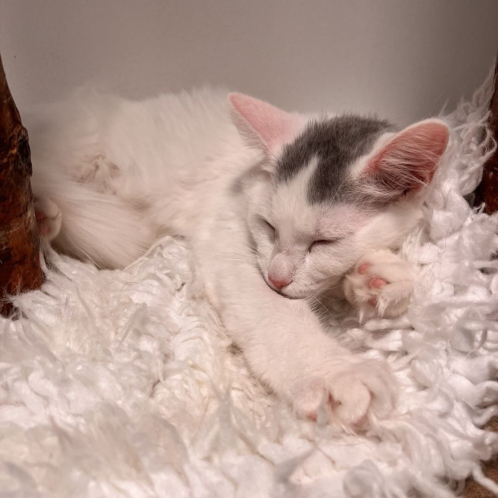 CatCafe Lounge - Kitten - Community Service/Non-Profit Near Me - Marina del Rey, California CatCafe Lounge - Kitten - Community Service/Non-Profit Near Me - Marina del Rey, California