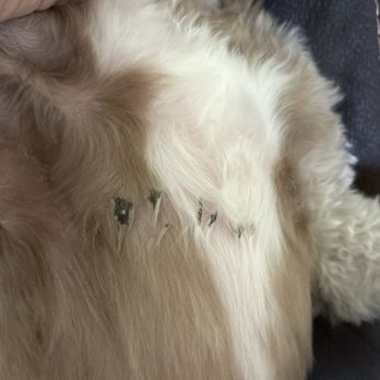 Pawsh Pets - Pet Groomers Near Me - Claremont, California Pawsh Pets - Pet Groomers Near Me - Claremont, California