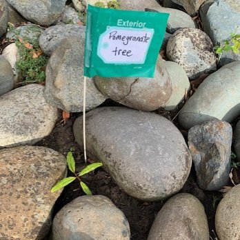Direct Gardening - That tiny, four-leaf weed at the base of the flag is my "tree." - Nurseries & Gardening Near Me - Bloomington, Illinois Direct Gardening - That tiny, four-leaf weed at the base of the flag is my "tree." - Nurseries & Gardening Near Me - Bloomington, Illinois