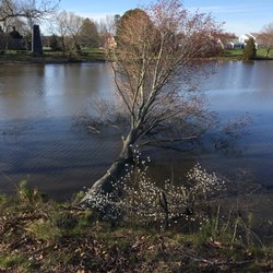 Tree (before)