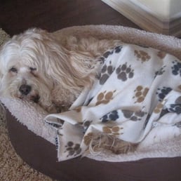 Buddy is comfortable also at the Tree!