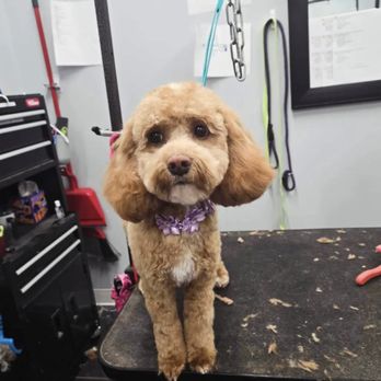 Lincoln Pet Parlor - Pet Groomers Near Me - Lincoln, Nebraska Lincoln Pet Parlor - Pet Groomers Near Me - Lincoln, Nebraska