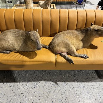 Capybara Cafe - Themed Cafes Near Me - St. Petersburg, Florida Capybara Cafe - Themed Cafes Near Me - St. Petersburg, Florida