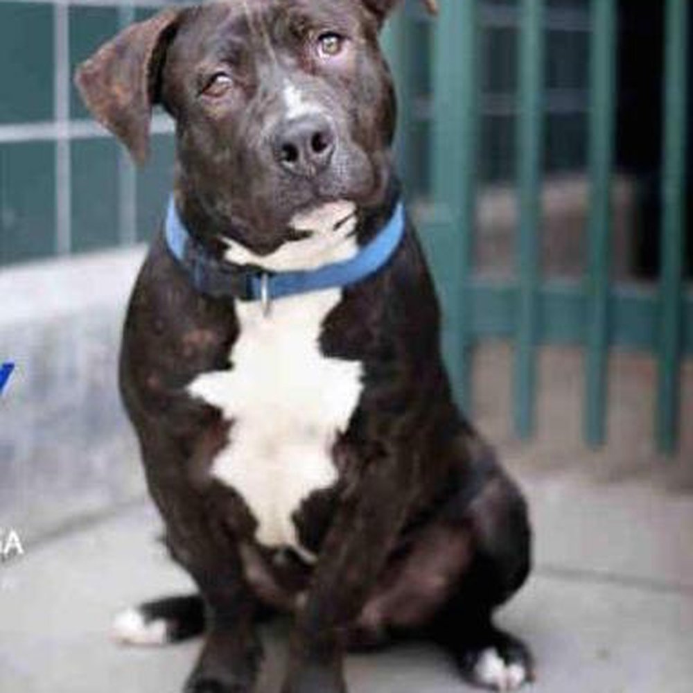 PetSmart - Here's our 70 lb pitbull that Zach Hill helped us train, WITH EASE. - Pet Stores Near Me - Rancho Cucamonga, California PetSmart - Here's our 70 lb pitbull that Zach Hill helped us train, WITH EASE. - Pet Stores Near Me - Rancho Cucamonga, California