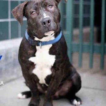 PetSmart - Here's our 70 lb pitbull that Zach Hill helped us train, WITH EASE. - Pet Stores Near Me - Rancho Cucamonga, California PetSmart - Here's our 70 lb pitbull that Zach Hill helped us train, WITH EASE. - Pet Stores Near Me - Rancho Cucamonga, California