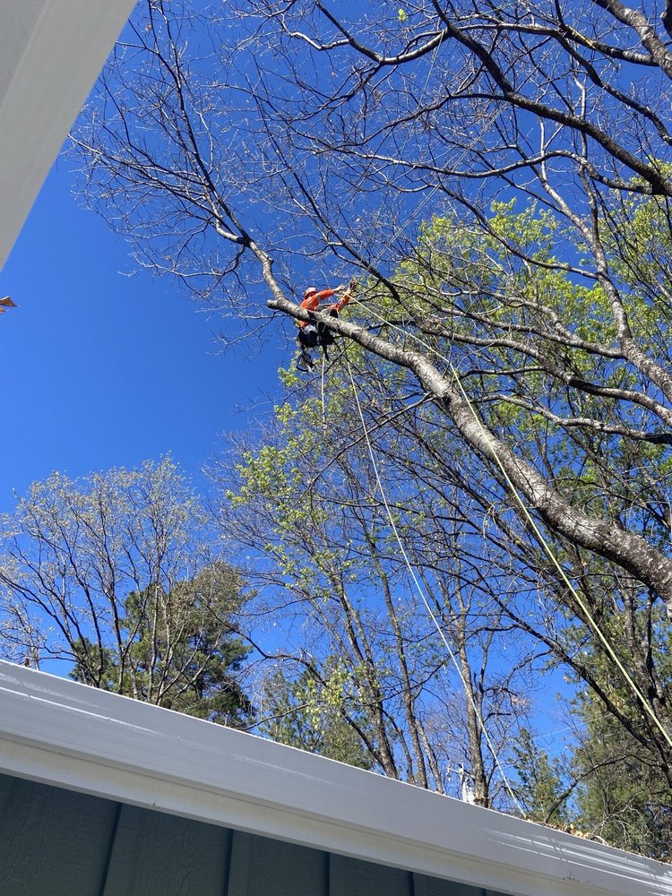 The Tree Philosopher - tree service in Sacramento, CA