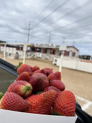 Carlsbad Strawberry Company by null