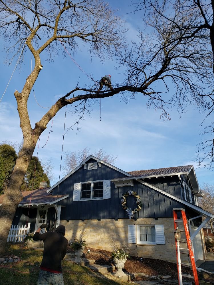 Brotherhood of Tree Workers - tree service in Milwaukee, WI