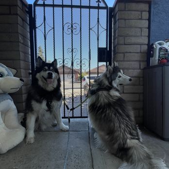 Happy Paws House - Pet Boarding Near Me - San Leandro, California Happy Paws House - Pet Boarding Near Me - San Leandro, California