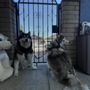 Photo of Happy Paws House