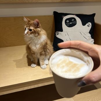 Cat Café MOFF - Cat latte art and Kaleo the cat IG @AmyNsEats - Themed Cafes Near Me - Honolulu, Hawaii Cat Café MOFF - Cat latte art and Kaleo the cat IG @AmyNsEats - Themed Cafes Near Me - Honolulu, Hawaii