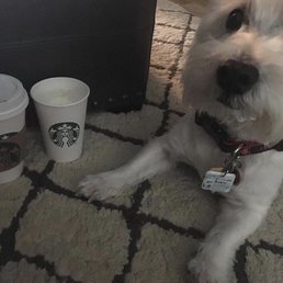 Biggest puppuccino of his life! Biggest puppuccino of his life!
