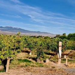 Gilcrease Orchard - A view.  Snow is still on a mountain peak in the distance early May 2026